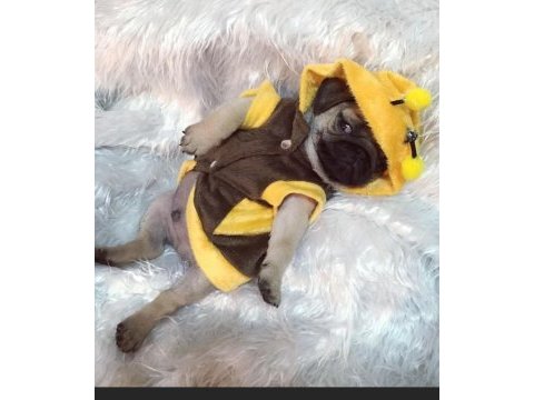 Pug mops bebekler