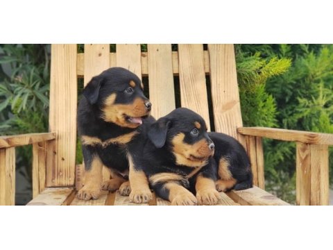 Macar koca kafa rottweiler yavrular