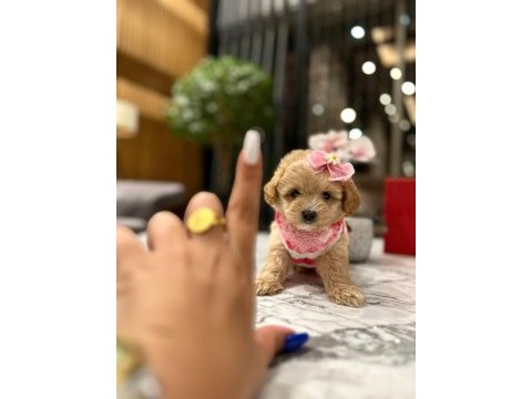Güzeller güzeli 0 boy kore maltipoo kattie