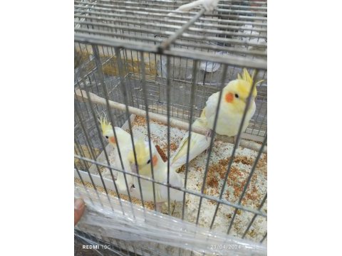 Sultan papağanı lutino kırmızı göz