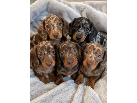 Göz kamaştıran dapple dachshund (sosis köpek)