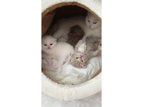 Sevimli ve oyuncu scottish fold