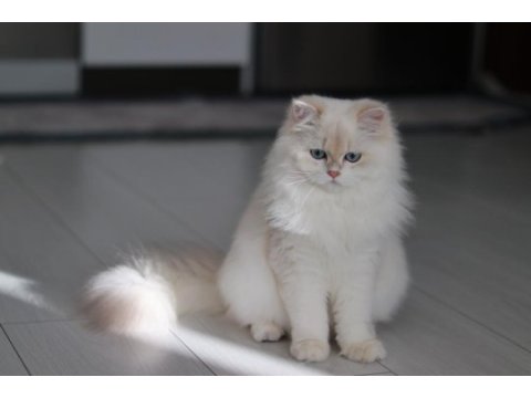 Blh by1133 dişi british longhair
