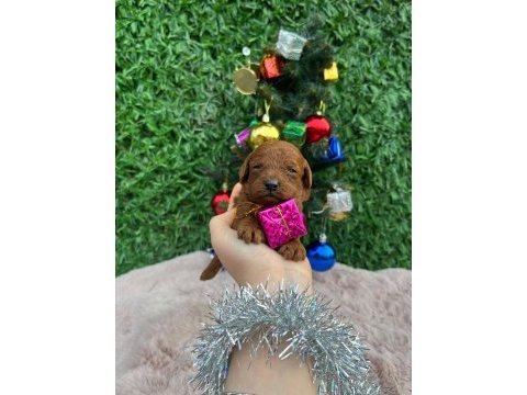 Toy poodle bebekler