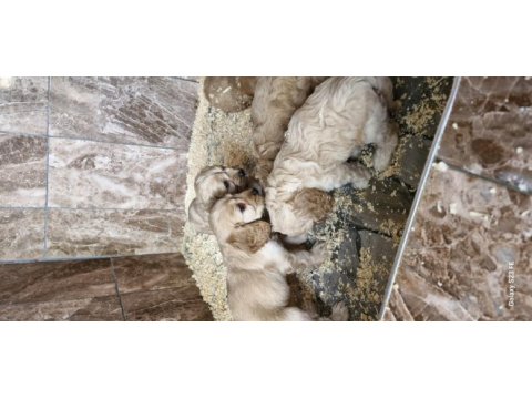Maltipoo yavrularimiz
