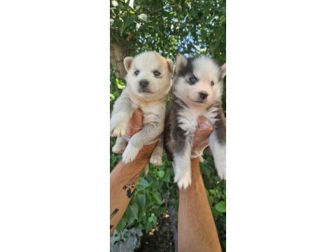 Renk renk husky yavrularımız