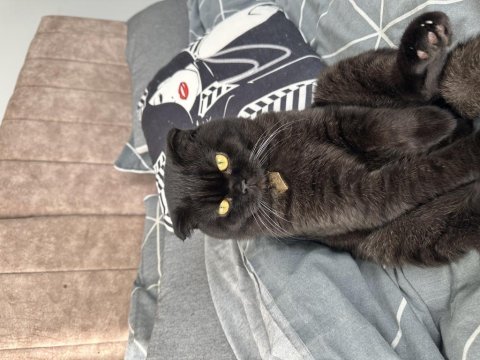Ücretli sahiplendirme 1,5 yaşında scottish fold