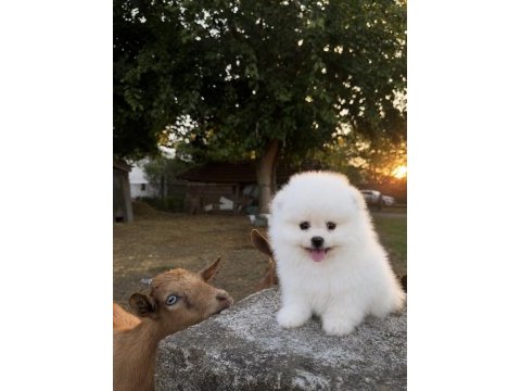 Gülen yüz pomeranian boo karbeyaz