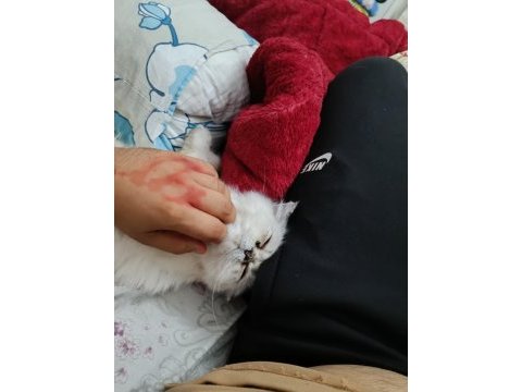 Shorthair ıran persian (pug ile takas var)