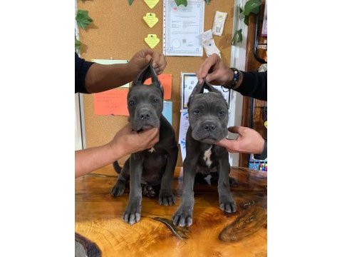 A şecereli blue cane corso ıtaliano