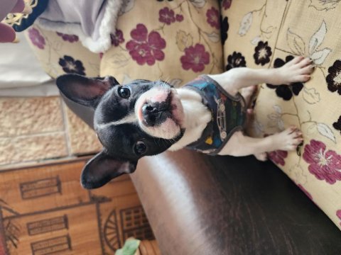 Oyuncu sevgi dolu safkan erkek french bulldog