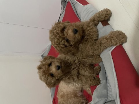 Poodle 75 günlük köpeğimiz