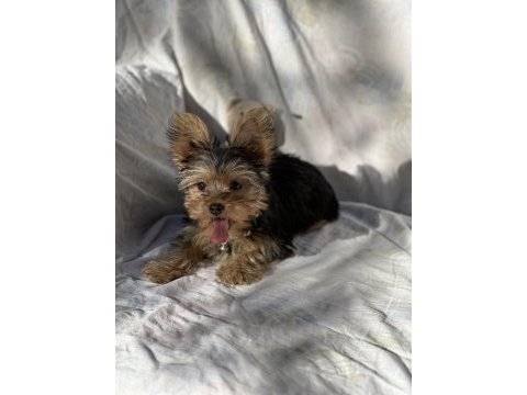 Yorkshire terrier