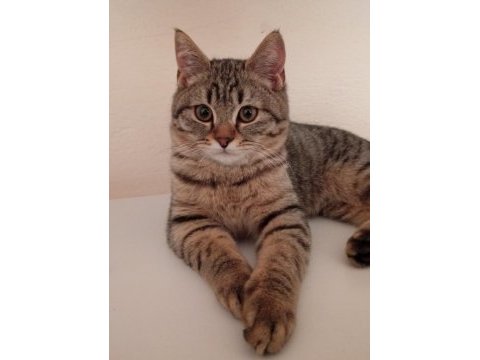 British shorthair kırması 8 aylık