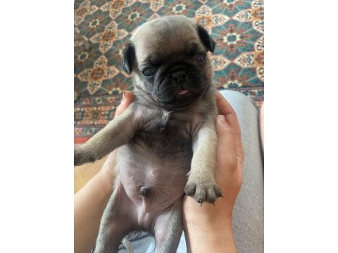 Pug mops 4 erkek