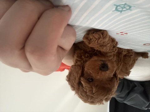 Toy poodle 2 aylık