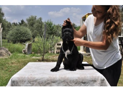 Şecere belgeli ırk ve sağlık garantili cane corso yavrular