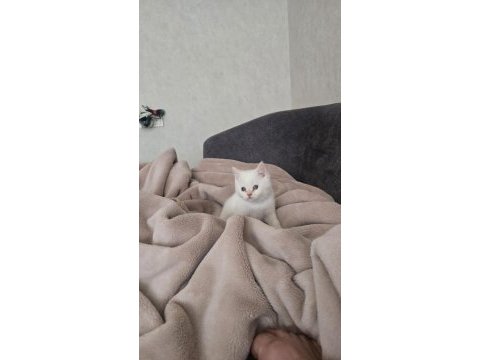 Ev ortamında büyümüş premıum kediler