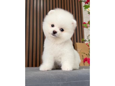 Orjinal pomeranian boo
