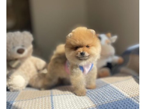 Ayı surat pomeranian boo köpekleri