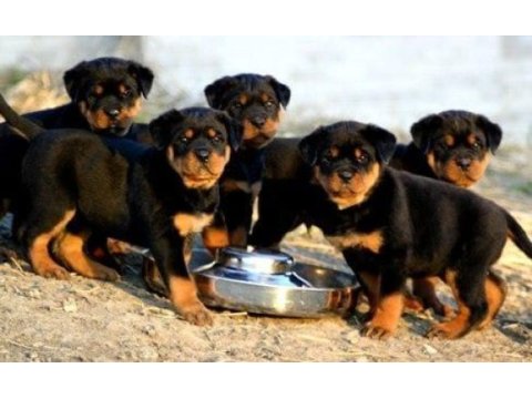 Rottweiler köpekleri
