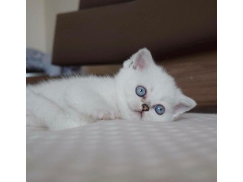 Mavi gözlü ve yeşil gözlü british shorthair