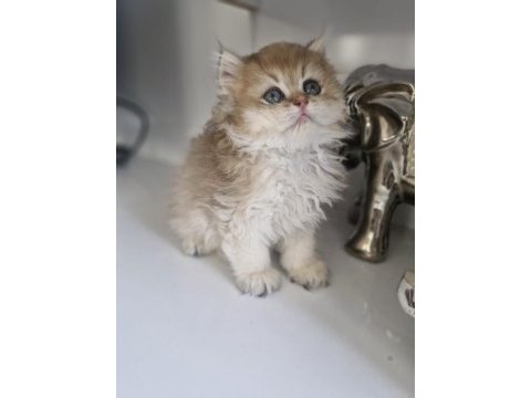 British longhair golden kardeşler