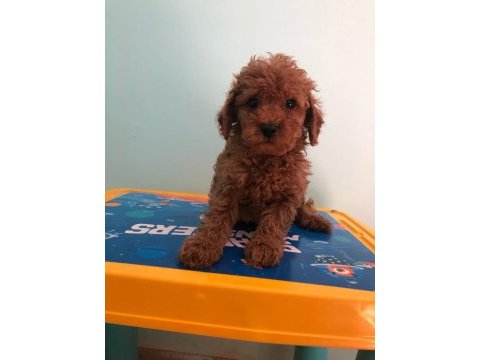 Poodle yavrumuz