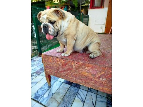 Orjinal irk yetişkin ıngılız bulldog