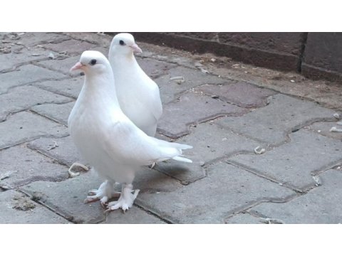 Mardin güvercinler