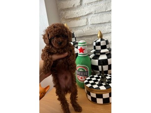 Ev doğumu kore poodle bebekler