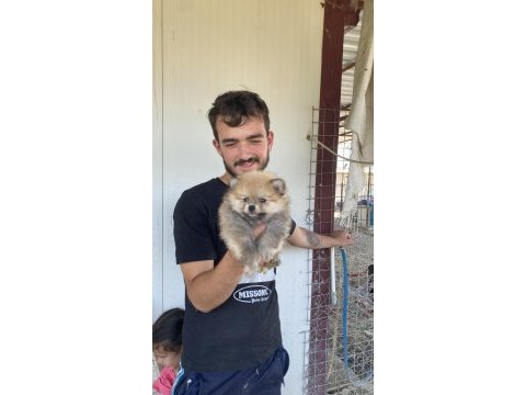 Üst kalite pomeranian boo yavrular