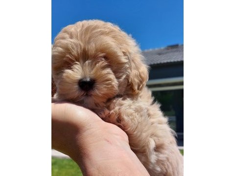 Teddy surat kore kan maltipoo yavrularımız
