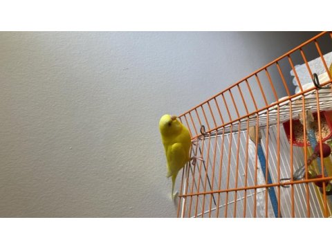 Muhabbet kuşu lutino açık yeşil ve mavi