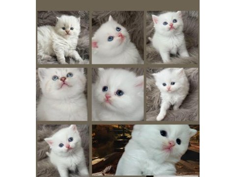 Şecereli babanın kaliteli british longhair yavruları
