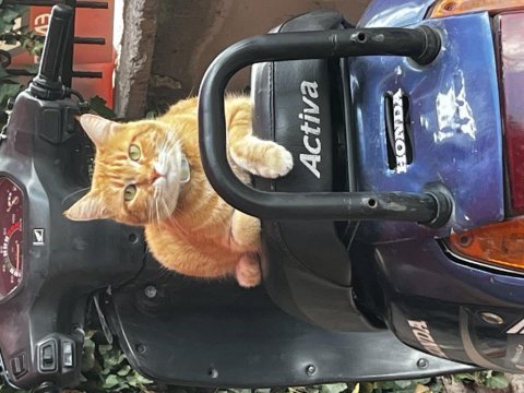Acil yuva gerçekten seven