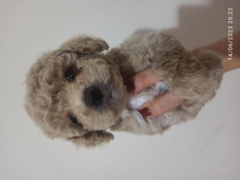 30 nisan doğumlu bebeklerim toy poodle