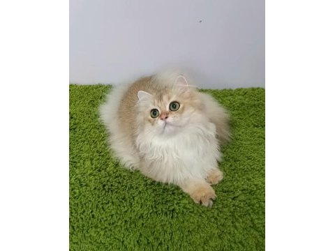 British longhair black golden sevimli cana yakın uysal