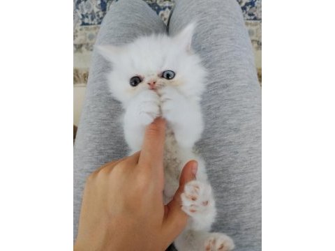 Bembeyaz iran yavru kediler