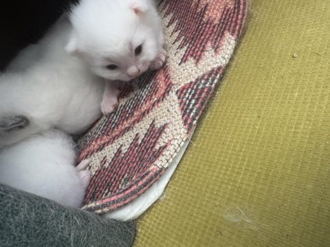 15-20 günlük scottish fold