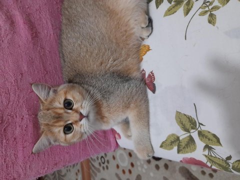 Dişi scottish straight 4,5 aylık yavru kedi
