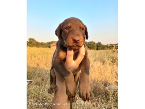 Orjinal king doberman yavrular
