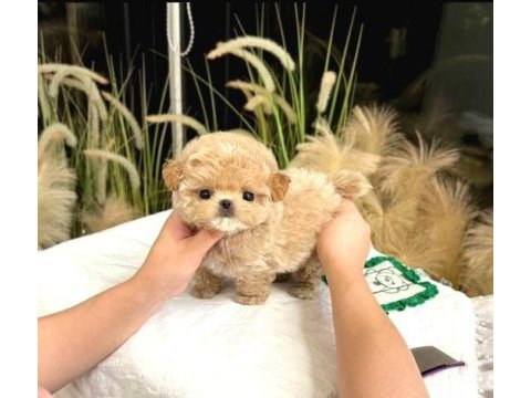 Kore maltipoo birbirinden güzel