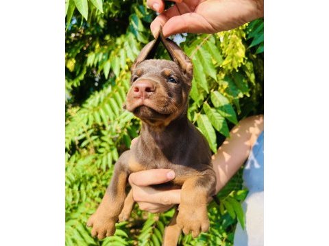 İri yapılı doberman yavrular