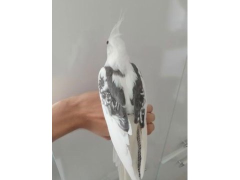 Evcil eğitimli sultan papağanı yavruları