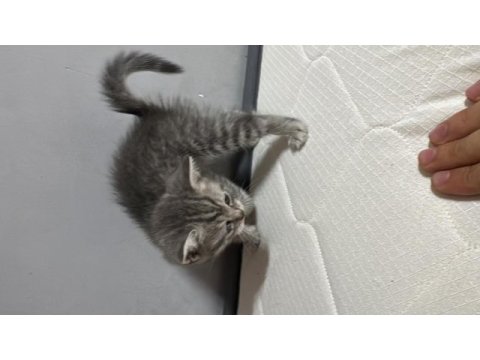 Oyuncul british shorthair arkadaşlar