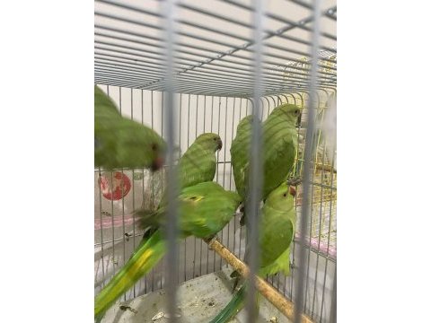 Pakistan papağanı 3-4 aylık