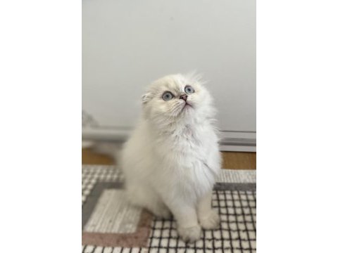 3 aylık erkek scottish fold