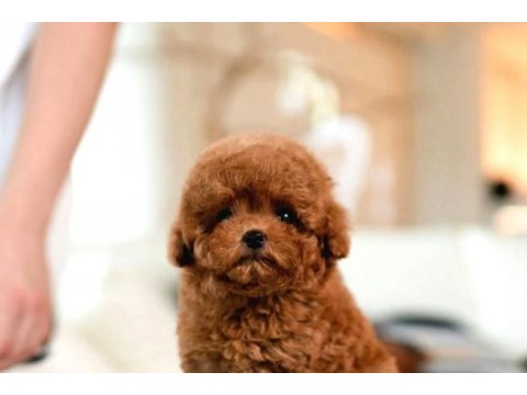 Ust kalite toy poodle bebeklerimiz