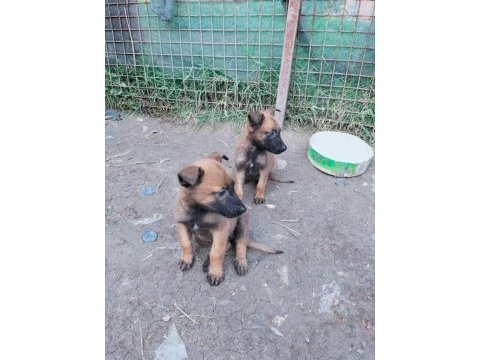 Kaliteli enik belçika kurdu
